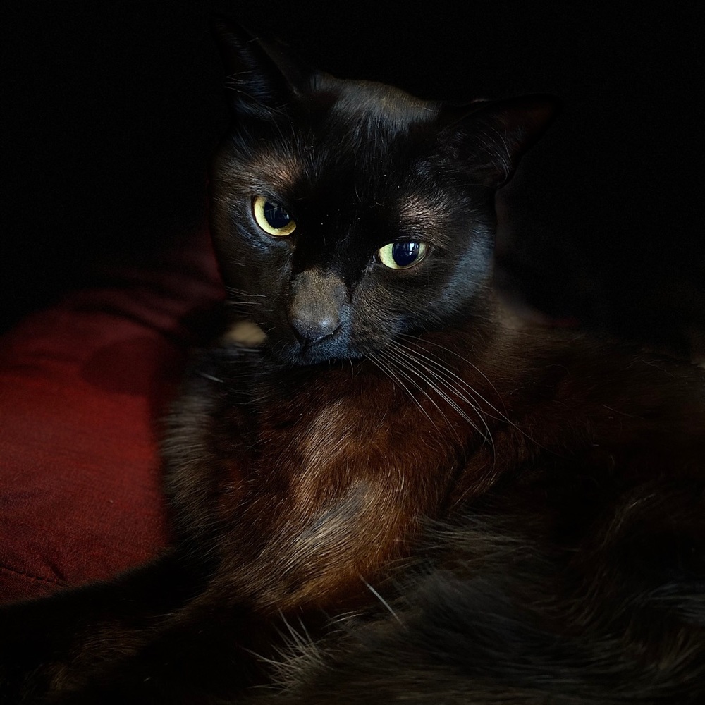 Meet your Posher, Carmen